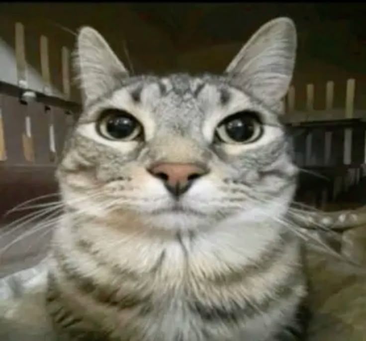 sillycat2